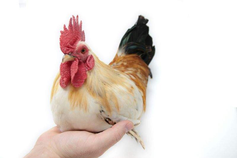 鶏匠みやび株式会社