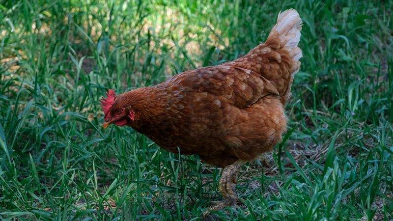 安心して選べる鶏肉づくりへの取り組み