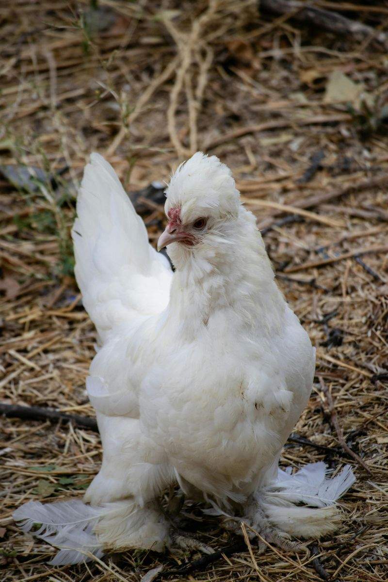 鶏匠みやび株式会社 1