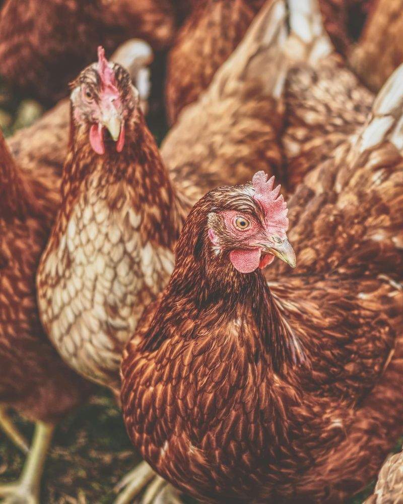 鶏匠みやび株式会社 14