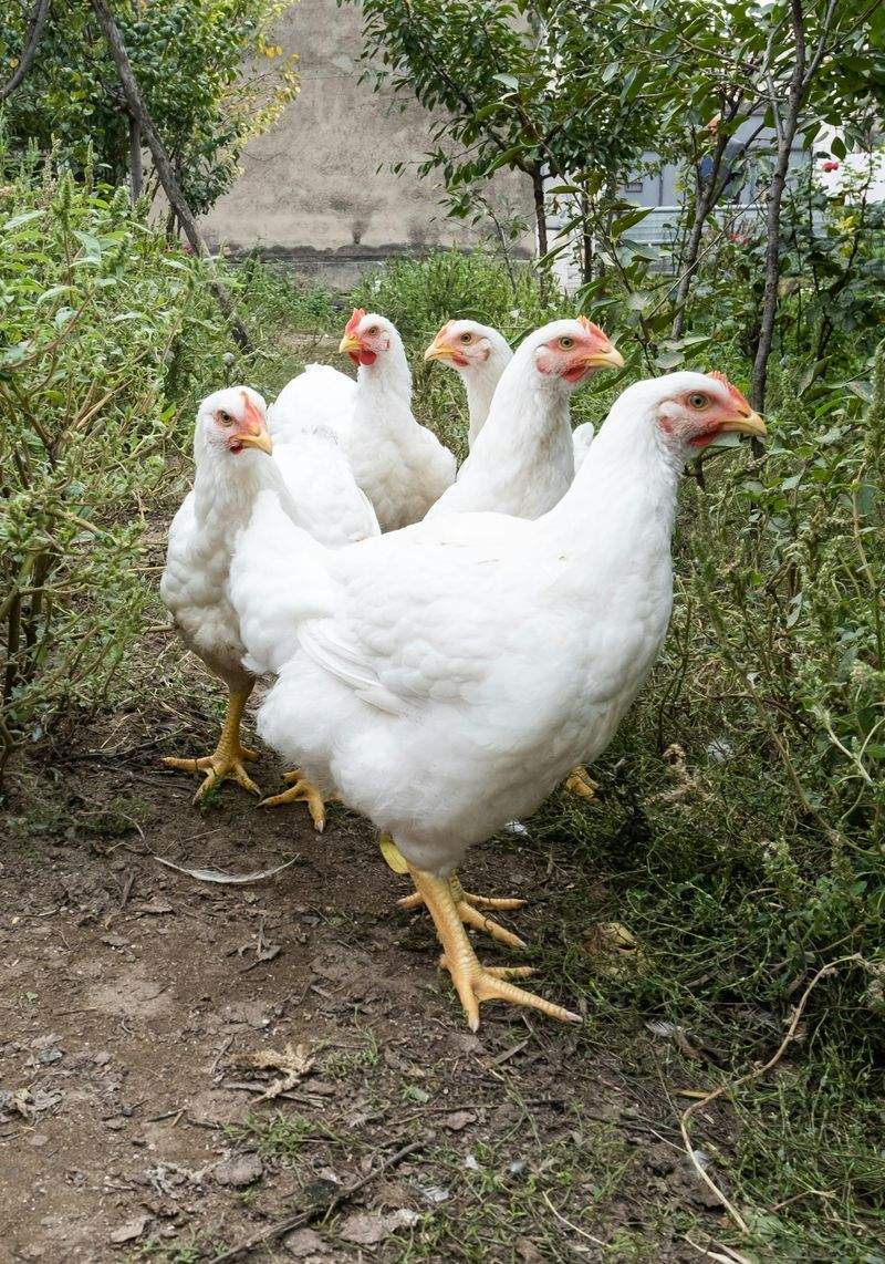 鶏匠みやび株式会社 4